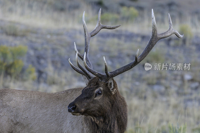 雄性落基山麋鹿(Cervus canadensis nelsoni)是在落基山和黄石国家公园发现的麋鹿的一个亚种。在有鹿角的秋天和发情期。